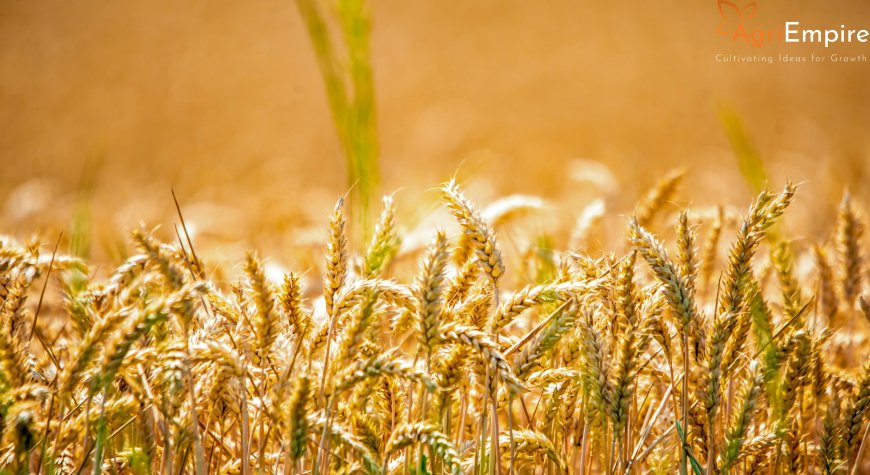 Global Grain Volatility: Wheat Futures Slump Amid Record Southern Shipments and US Protectionist Tariffs