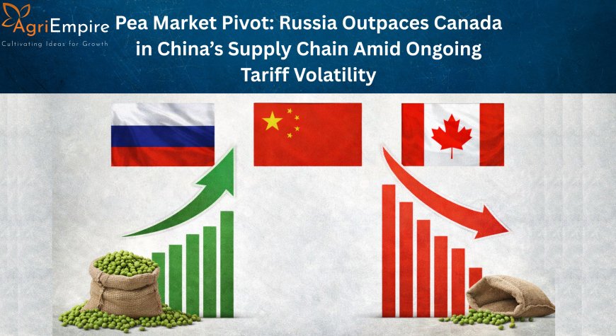 Pea Market Pivot: Russia Outpaces Canada in China’s Supply Chain Amid Ongoing Tariff Volatility
