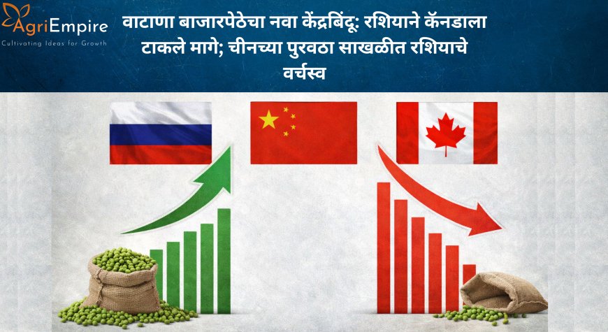 वाटाणा बाजारपेठेचा नवा केंद्रबिंदू: रशियाने कॅनडाला टाकले मागे; चीनच्या पुरवठा साखळीत रशियाचे वर्चस्व