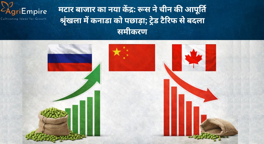 मटार बाजार का नया केंद्र: रूस ने चीन की आपूर्ति श्रृंखला में कनाडा को पछाड़ा; ट्रेड टैरिफ से बदला समीकरण