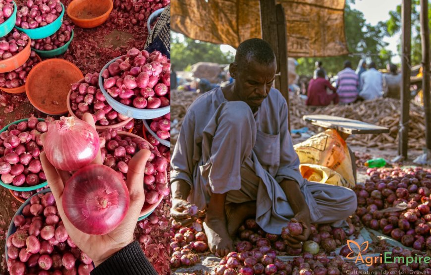 महाराष्ट्रासाठी आशेचा किरण: कोसळत्या भावाच्या पार्श्वभूमीवर मॉरिशस १ लाख मेट्रिक टन कांदा खरेदी करणार.