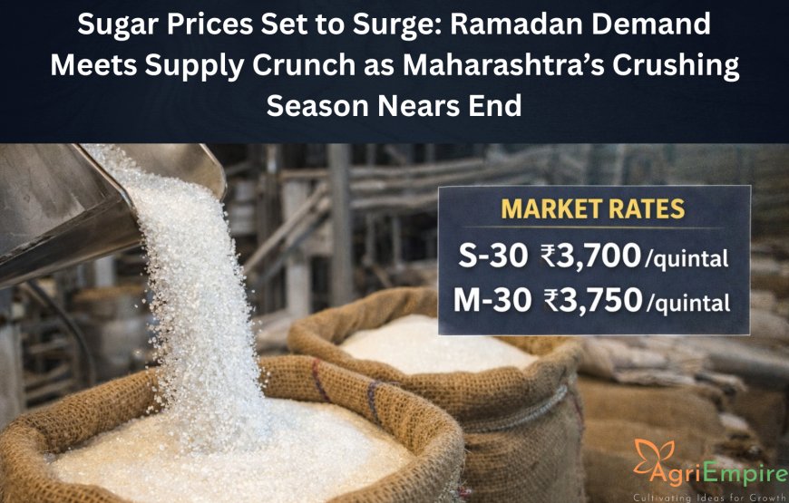 Sugar Prices Set to Surge: Ramadan Demand Meets Supply Crunch as Maharashtra’s Crushing Season Nears End