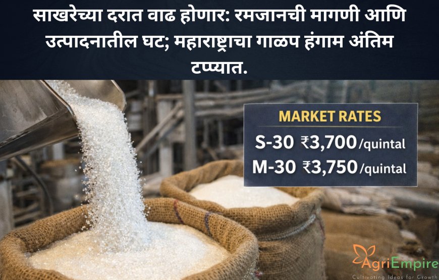 साखरेच्या दरात वाढ होणार: रमजानची मागणी आणि उत्पादनातील घट; महाराष्ट्राचा गाळप हंगाम अंतिम टप्प्यात.