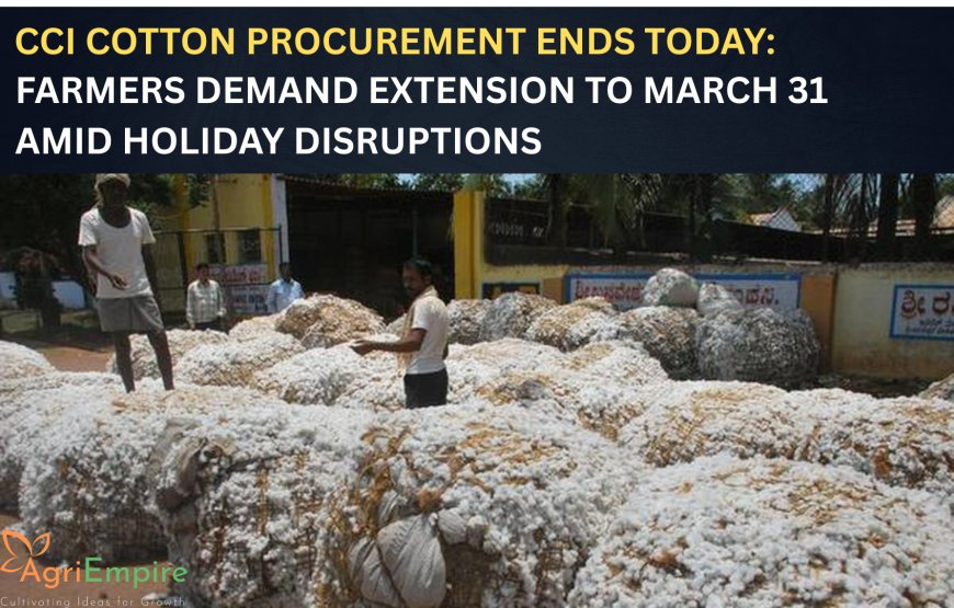 CCI Cotton Procurement Ends Today: Farmers Demand Extension to March 31 Amid Holiday Disruptions
