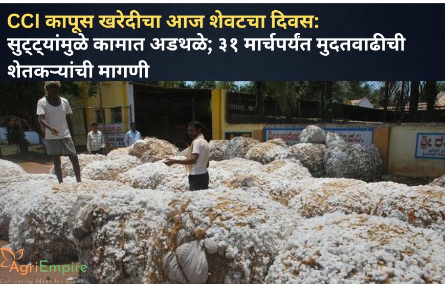CCI कापूस खरेदीचा आज शेवटचा दिवस: सुट्ट्यांमुळे कामात अडथळे; ३१ मार्चपर्यंत मुदतवाढीची शेतकऱ्यांची मागणी