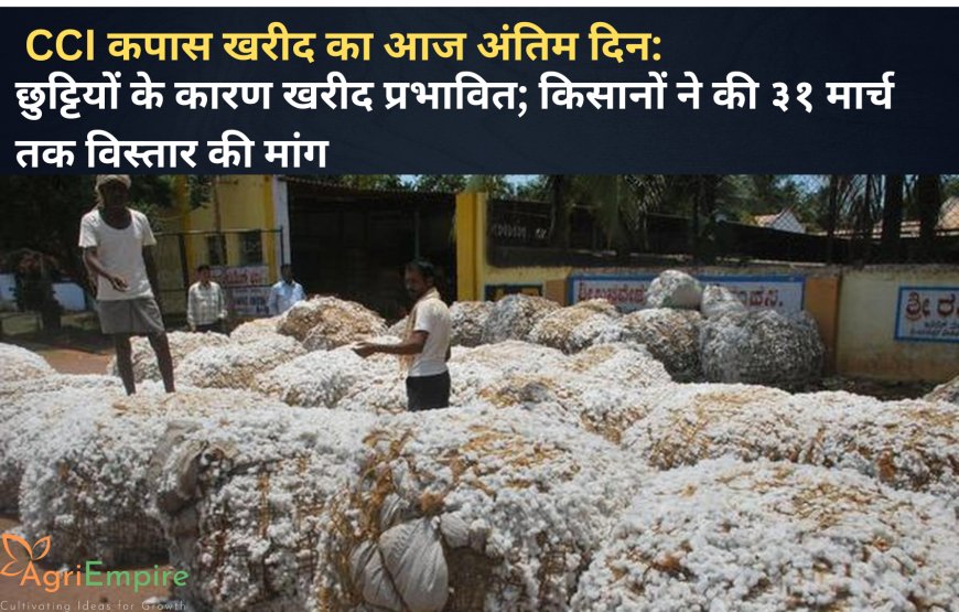 CCI कपास खरीद का आज अंतिम दिन: छुट्टियों के कारण खरीद प्रभावित; किसानों ने की ३१ मार्च तक विस्तार की मांग