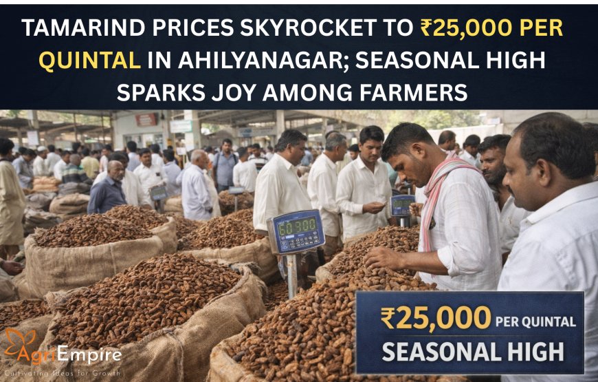 Tamarind Prices Skyrocket to ₹25,000 per Quintal in Ahilyanagar; Seasonal High Sparks Joy Among Farmers