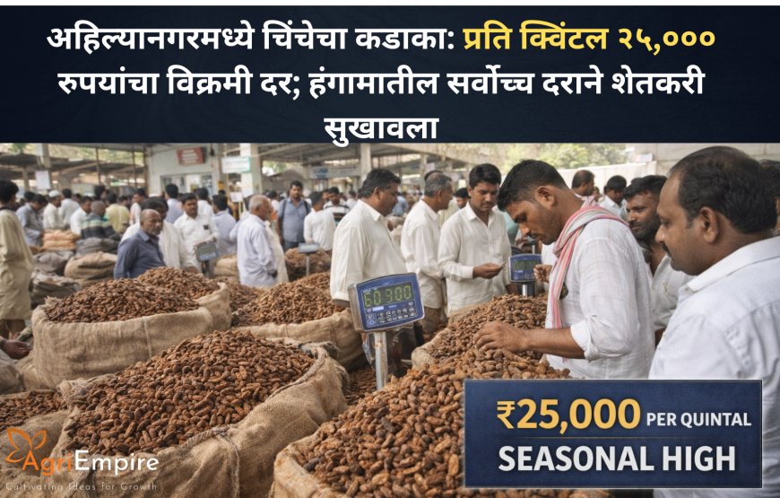 अहिल्यानगरमध्ये चिंचेचा कडाका: प्रति क्विंटल २५,००० रुपयांचा विक्रमी दर; हंगामातील सर्वोच्च दराने शेतकरी सुखावला