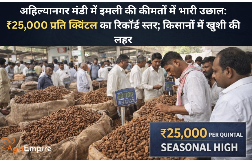 अहिल्यानगर मंडी में इमली की कीमतों में भारी उछाल: ₹25,000 प्रति क्विंटल का रिकॉर्ड स्तर; किसानों में खुशी की लहर