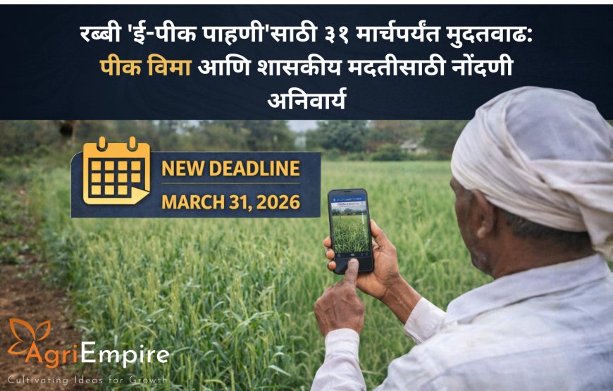 रब्बी 'ई-पीक पाहणी'साठी ३१ मार्चपर्यंत मुदतवाढ: पीक विमा आणि शासकीय मदतीसाठी नोंदणी अनिवार्य