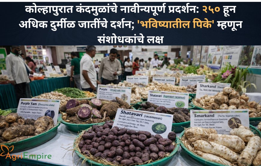 कोल्हापुरात कंदमुळांचे नावीन्यपूर्ण प्रदर्शन: २५० हून अधिक दुर्मीळ जातींचे दर्शन; 'भविष्यातील पिके' म्हणून संशोधकांचे लक्ष