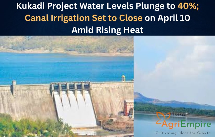Kukadi Project Water Levels Plunge to 40%; Canal Irrigation Set to Close on April 10 Amid Rising Heat