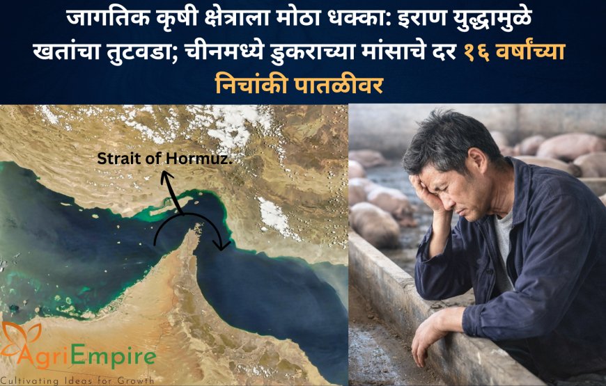 जागतिक कृषी क्षेत्राला मोठा धक्का: इराण युद्धामुळे खतांचा तुटवडा; चीनमध्ये डुकराच्या मांसाचे दर १६ वर्षांच्या निचांकी पातळीवर