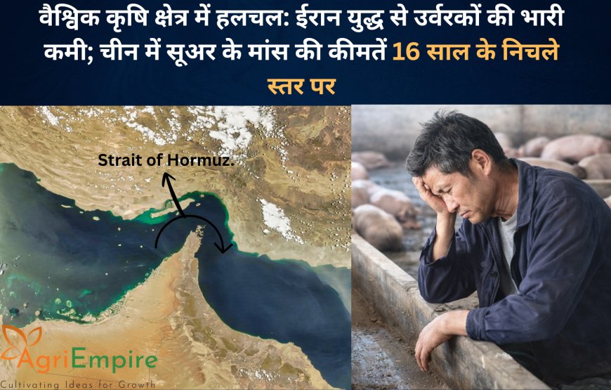 वैश्विक कृषि क्षेत्र में हलचल: ईरान युद्ध से उर्वरकों की भारी कमी; चीन में सूअर के मांस की कीमतें 16 साल के निचले स्तर पर