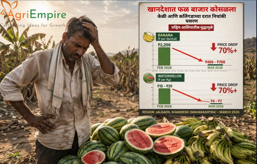 खानदेशात फळ बाजाराचा कोसळला डोलारा: पश्चिम आशियातील युद्धामुळे केळी आणि कलिंगडाच्या दरात निचांकी घसरण