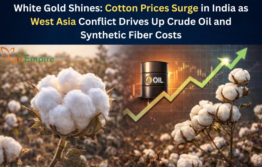 White Gold Shines: Cotton Prices Surge in India as West Asia Conflict Drives Up Crude Oil and Synthetic Fiber Costs