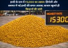 हल्दी के दाम में ₹3,000 का उछाल: हिंगोली और वसमत में नई हल्दी की बम्पर आवक; बाजार खुलते ही किसानों की चांदी