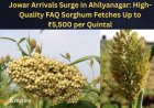 Jowar Arrivals Surge in Ahilyanagar: High-Quality FAQ Sorghum Fetches Up to ₹5,500 per Quintal