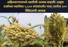 अहिल्यानगरमध्ये ज्वारीची आवक वाढली! उत्कृष्ट दर्जाच्या ज्वारीला ५,५०० रुपयांपर्यंत भाव; दररोज ३०० क्विंटलची आवक