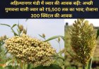 अहिल्यानगर मंडी में ज्वार की आवक बढ़ी: अच्छी गुणवत्ता वाली ज्वार को ₹5,500 तक का भाव; रोजाना 300 क्विंटल की आवक