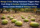 Mango Crisis: Rising Heatwave Triggers Mass Fruit Drop in Konkan; Orchard Owners Fear Heavy Losses Ahead of Akshaya Tritiya