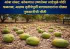 आंबा संकट: कोकणात उष्णतेच्या लाटेमुळे मोठी फळगळ; अक्षय्य तृतीयेपूर्वी बागायतदारांना मोठ्या नुकसानीची भीती