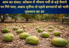 आम का संकट: कोंकण में भीषण गर्मी से बड़े पैमाने पर गिरे फल; अक्षय तृतीया से पहले बागवानों को भारी नुकसान का डर