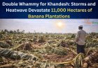 Double Whammy for Khandesh: Storms and Heatwave Devastate 11,000 Hectares of Banana Plantations