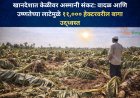 खानदेशात केळीवर अस्मानी संकट: वादळ आणि उष्णतेच्या लाटेमुळे ११,००० हेक्टरवरील बागा उद्ध्वस्त