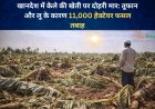 खानदेश में केले की खेती पर दोहरी मार: तूफान और लू के कारण 11,000 हेक्टेयर फसल तबाह