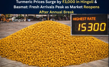 Turmeric Prices Surge by ₹3,000 in Hingoli & Basmat: Fresh Arrivals Peak as Market Reopens After Annual Break