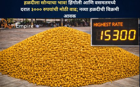 हळदीला सोन्याचा भाव! हिंगोली आणि वसमतमध्ये दरात ३००० रुपयांची मोठी वाढ; नव्या हळदीची विक्रमी आवक