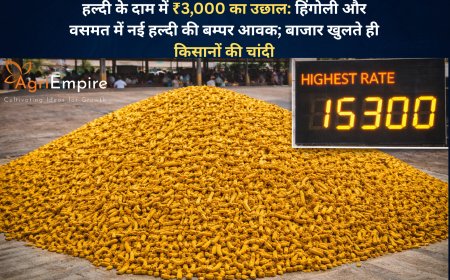 हल्दी के दाम में ₹3,000 का उछाल: हिंगोली और वसमत में नई हल्दी की बम्पर आवक; बाजार खुलते ही किसानों की चांदी