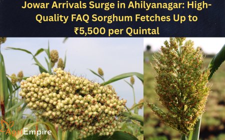 Jowar Arrivals Surge in Ahilyanagar: High-Quality FAQ Sorghum Fetches Up to ₹5,500 per Quintal