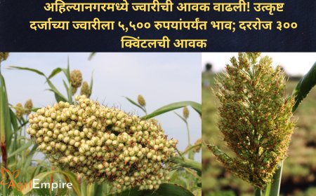 अहिल्यानगरमध्ये ज्वारीची आवक वाढली! उत्कृष्ट दर्जाच्या ज्वारीला ५,५०० रुपयांपर्यंत भाव; दररोज ३०० क्विंटलची आवक