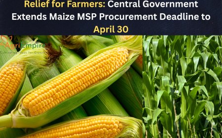 Relief for Farmers: Central Government Extends Maize MSP Procurement Deadline to April 30