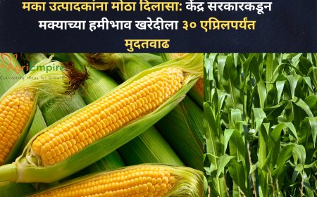 मका उत्पादकांना मोठा दिलासा: केंद्र सरकारकडून मक्याच्या हमीभाव खरेदीला ३० एप्रिलपर्यंत मुदतवाढ