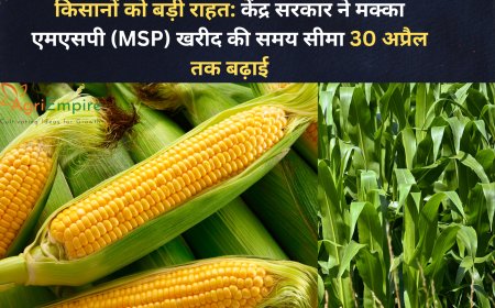 किसानों को बड़ी राहत: केंद्र सरकार ने मक्का एमएसपी (MSP) खरीद की समय सीमा 30 अप्रैल तक बढ़ाई