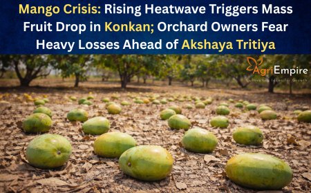 Mango Crisis: Rising Heatwave Triggers Mass Fruit Drop in Konkan; Orchard Owners Fear Heavy Losses Ahead of Akshaya Tritiya
