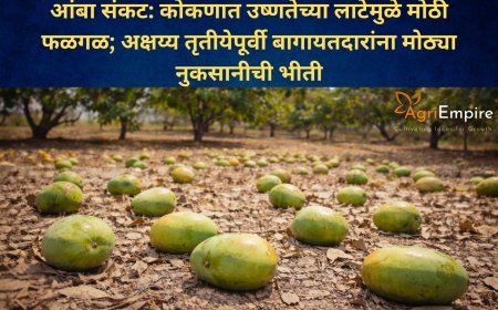 आंबा संकट: कोकणात उष्णतेच्या लाटेमुळे मोठी फळगळ; अक्षय्य तृतीयेपूर्वी बागायतदारांना मोठ्या नुकसानीची भीती