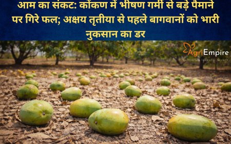 आम का संकट: कोंकण में भीषण गर्मी से बड़े पैमाने पर गिरे फल; अक्षय तृतीया से पहले बागवानों को भारी नुकसान का डर