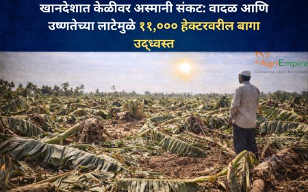 खानदेशात केळीवर अस्मानी संकट: वादळ आणि उष्णतेच्या लाटेमुळे ११,००० हेक्टरवरील बागा उद्ध्वस्त