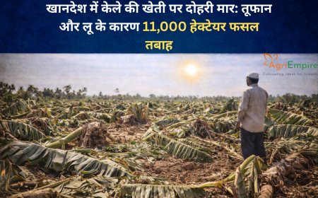 खानदेश में केले की खेती पर दोहरी मार: तूफान और लू के कारण 11,000 हेक्टेयर फसल तबाह