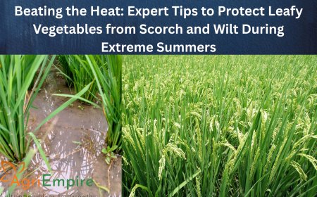 Beating the Heat: Expert Tips to Protect Leafy Vegetables from Scorch and Wilt During Extreme Summers