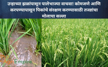 उन्हाच्या झळांपासून पालेभाज्या वाचवा! कोमजणे आणि करपण्यापासून पिकांचे संरक्षण करण्यासाठी तज्ज्ञांचा मोलाचा सल्ला
