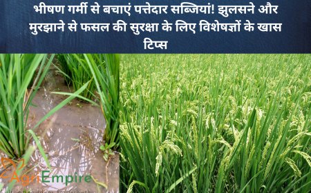 भीषण गर्मी से बचाएं पत्तेदार सब्जियां! झुलसने और मुरझाने से फसल की सुरक्षा के लिए विशेषज्ञों के खास टिप्स