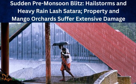 Sudden Pre-Monsoon Blitz: Hailstorms and Heavy Rain Lash Satara; Property and Mango Orchards Suffer Extensive Damage