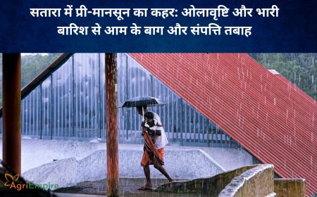 सतारा में प्री-मानसून का कहर: ओलावृष्टि और भारी बारिश से आम के बाग और संपत्ति तबाह