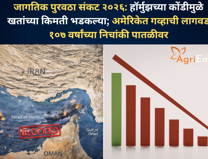 जागतिक पुरवठा संकट २०२६: हॉर्मुझच्या कोंडीमुळे खतांच्या किमती भडकल्या; अमेरिकेत गव्हाची लागवड १०७ वर्षांच्या निचांकी पातळीवर