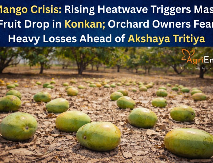 Mango Crisis: Rising Heatwave Triggers Mass Fruit Drop in Konkan; Orchard Owners Fear Heavy Losses Ahead of Akshaya Tritiya